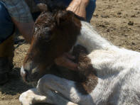 Imprinting