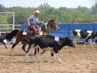 Newt Cattle